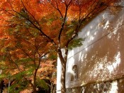 真如堂の万霊堂と紅葉