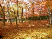 真如堂落ち葉と紅葉