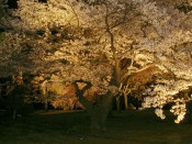二条城夜の桜の園