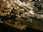 高瀬川ライトアップの桜