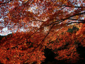 吟松寺の紅葉