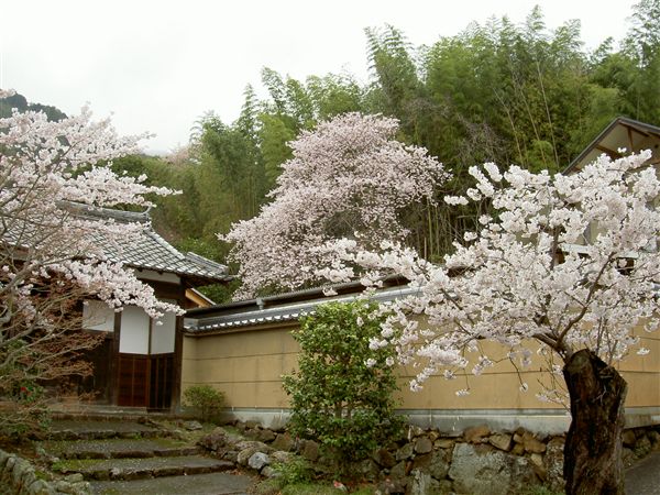 勝持寺東門と桜