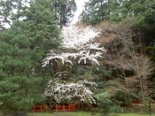 大原野神社の桜