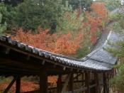 高台寺の臥龍廊と紅葉