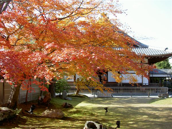 高台寺方丈と紅葉