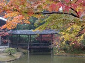 高台寺の臥龍廊と紅葉