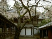 十輪寺天蓋の桜