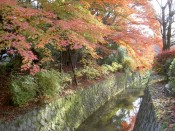 哲学の道の紅葉