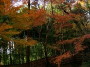 銀閣寺の竹と紅葉
