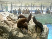 京都水族館のオットセイ