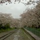 インクライン～哲学の道桜1日コース