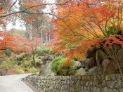 紅葉・三室戸寺