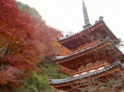 三室戸寺の三重塔と紅葉
