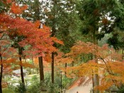 三室戸寺の紅葉