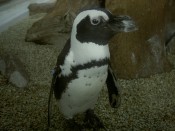 京都水族館のペンギン
