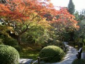 青蓮院「霧島の庭」の紅葉