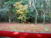 高桐院の紅葉