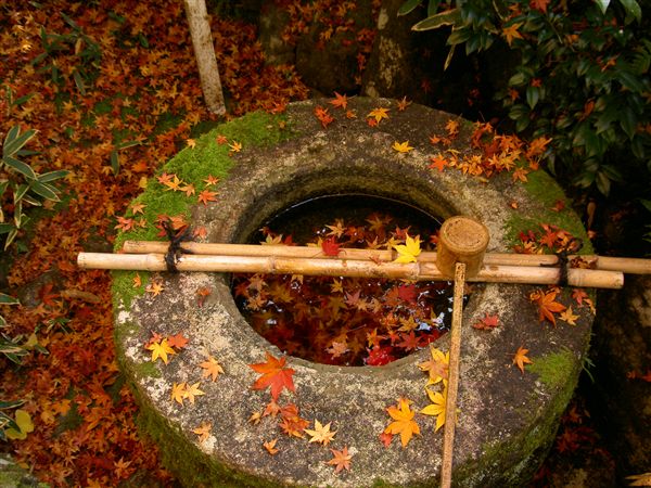 秋の高桐院「おりつくばい」に落ち葉
