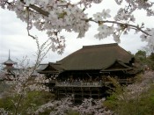 桜・清水寺