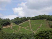 松ヶ崎の万灯籠山（標高約133ｍ）