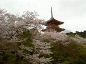 清水寺三重塔と桜