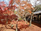 東福寺の通天橋と紅葉
