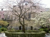 桜・京都府庁旧本館