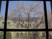 京都府庁旧本館の祇園枝垂れ桜