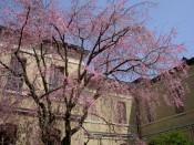 京都府庁旧本館の紅枝垂桜