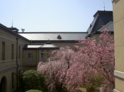 京都府庁旧本館の紅枝垂桜