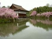 平安神宮尚美館と桜