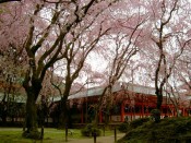 平安神宮南神苑の桜