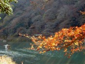 大堰川と遊覧船とモミジ