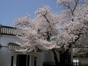 本隆寺の桜