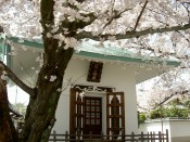 本隆寺の桜