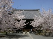 桜・立本寺