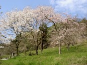 地蔵禅院の桜