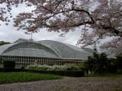 京都府立植物園温室と桜