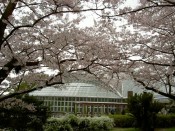 京都府立植物園温室と桜