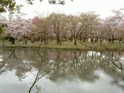 京都府立植物園鏡容池と桜