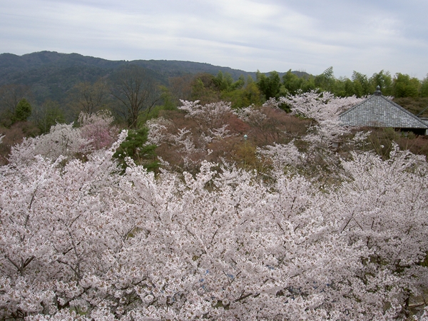 将軍塚西展望台から見た桜