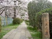 桜・半木の道