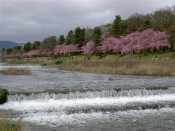 半木の道の紅枝垂桜と賀茂川