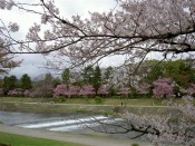 半木の道の桜と賀茂川