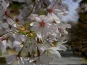 二尊院の桜