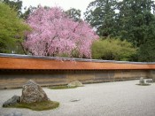 龍安寺石庭と桜