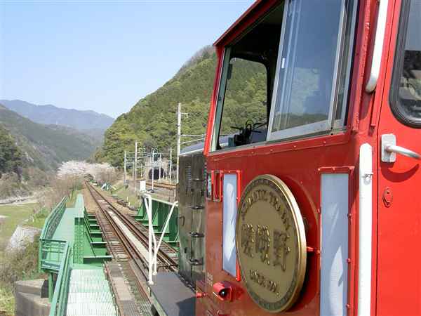 嵯峨野トロッコ列車と桜
