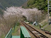 嵯峨野トロッコ列車から見た桜