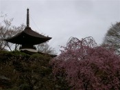 善峯寺多宝塔と桜