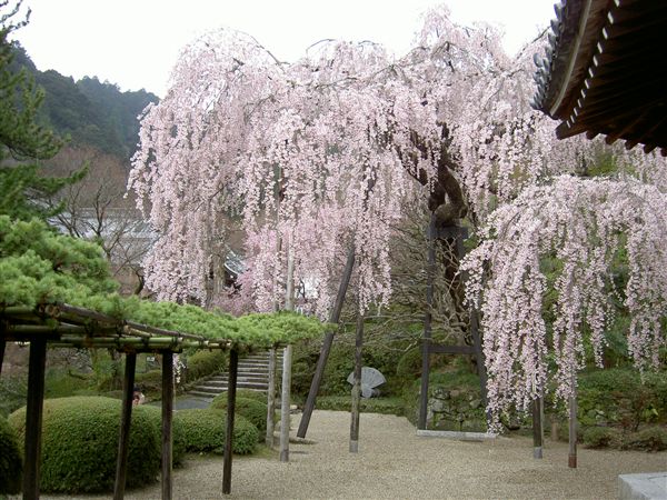 善峯寺遊龍の松と枝垂桜